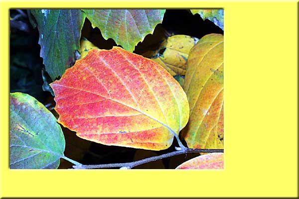 Autumn leaf.