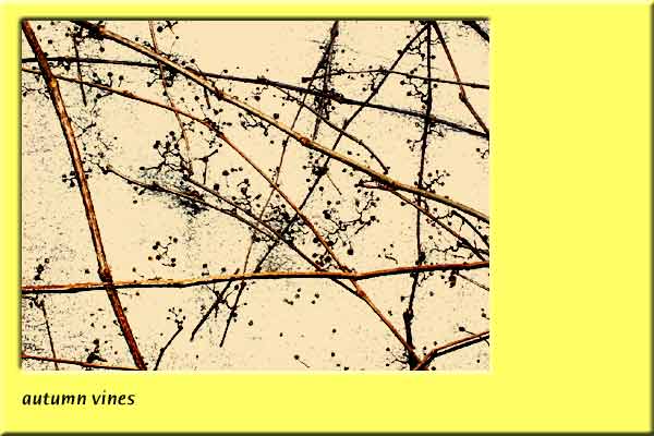 Autumn vines.
