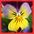Flowers.