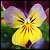 Flowers.