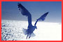 Bird Reach.