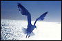 Bird Reach.