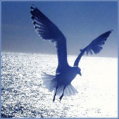 Bird Reach.